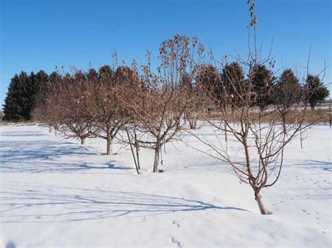 Winter dormancy: