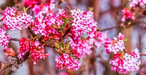 Winter-Flowering Shrubs Reader