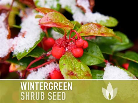 Wintergreen: A Versatile Herb with Medicinal and Culinary Value