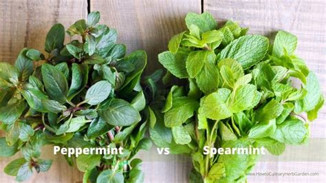 Wintergreen vs. Spearmint: The Battle of the Mints