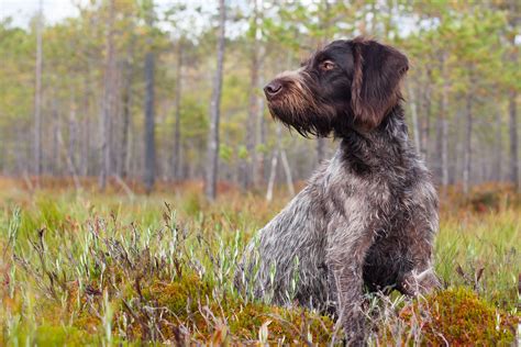 Wirehaired German Pointer