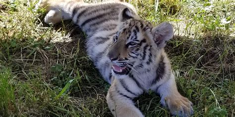 Wisconsin Big Cat Rescue: A Haven for Abandoned and Abused Exotic Cats