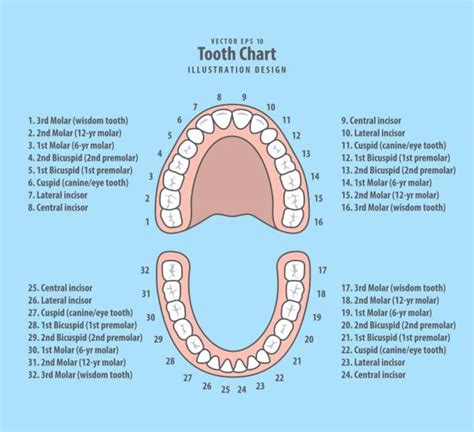 Wisdom Teeth Chart