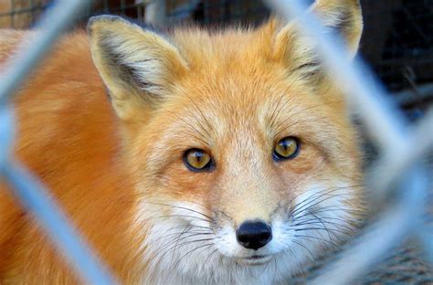 With Love, Foxy: A Comprehensive Guide to Fox Behavior, Care, and Conservation