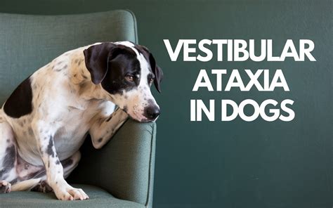 Wobbly Dogs: A Comprehensive Guide to Canine Ataxia