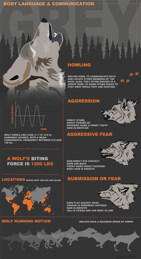 Wolf Body Language Chart