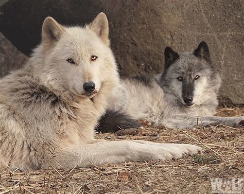 Wolf Conservation Center South Salem: Embark on an Extraordinary Journey