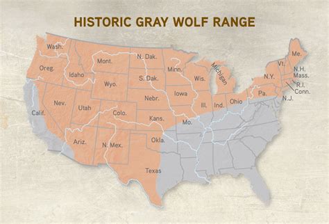 Wolf Greys in History and Culture