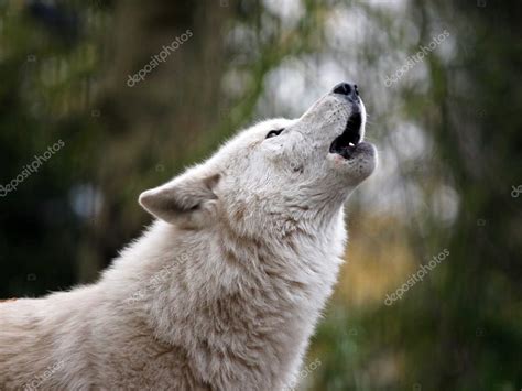 Wolf Stock: Howling for Profits in the Market