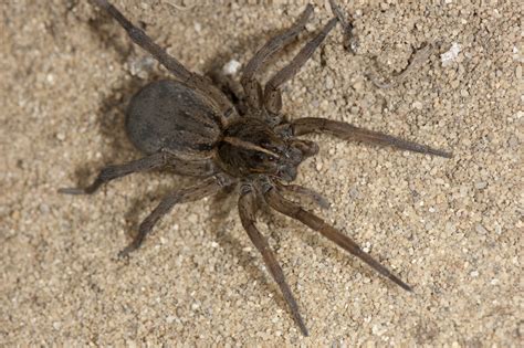 Wolf spiders: