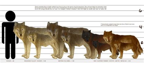 Wolf vs. Dog: 50,000,000 Years of Evolutionary Differences