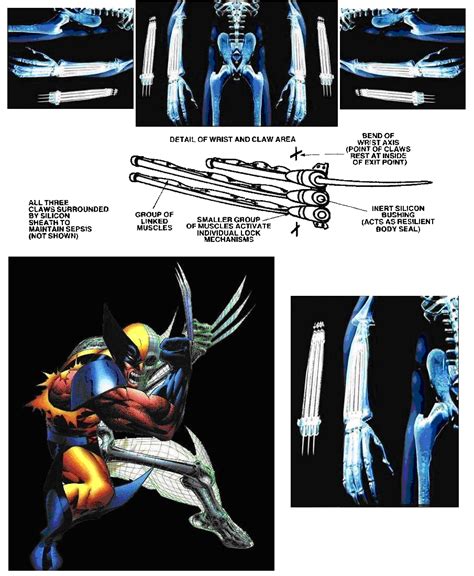 Wolverine's Powers and Abilities