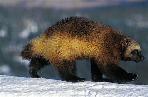 Wolverines: The Enigmatic and Elusive Denizens of the Wild