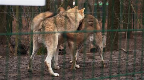 Wolves Behind Bars: The Heartbreaking Reality of Captivity