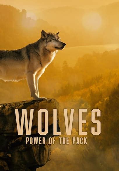 Wolves Jersey: Unraveling the Power of the Pack