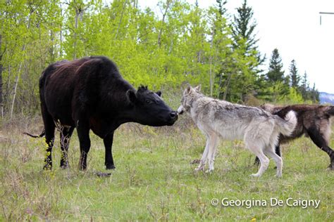 Wolves and livestock