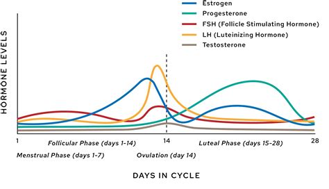 Women's Hormone Cycle Chart