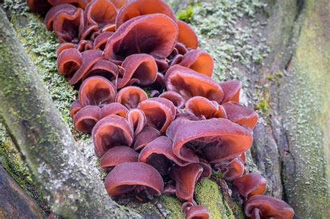 Wood ear mushrooms