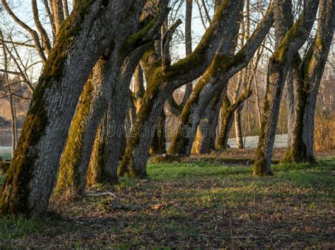 Wooden Alley: A Timeless Path to Charm and Serenity