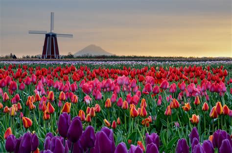 Wooden Shoe Tulip Festival: Oregon's Floral Extravaganza