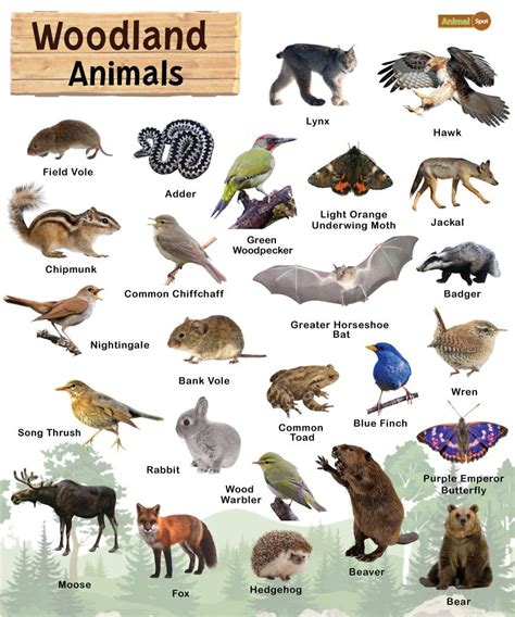 Woodland and Forests Explore the world of trees leaves and woodland animals Epub