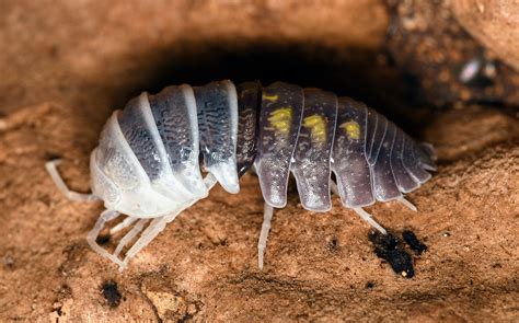 Woodlice PDF