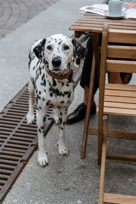 Woof-Worthy Treats: A Comprehensive Guide to Baking Delightful Cookies for Your Canine Companion