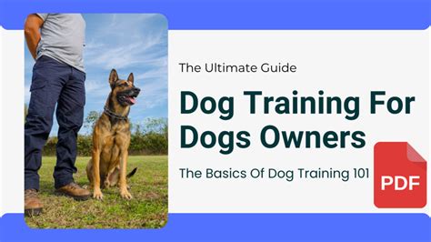 Wootenevelyn: The Ultimate Guide to Dog Training