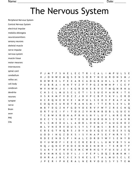 Wordsearch Nervous System Review Answer Key Doc