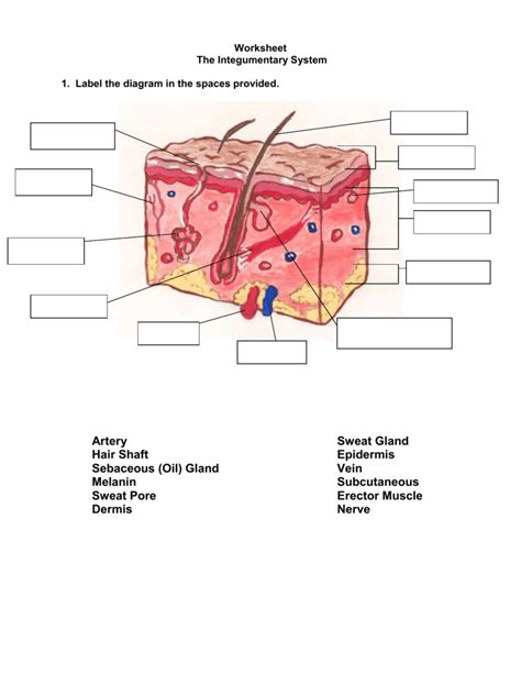 Worksheet The Integumentary System Answer Key Doc