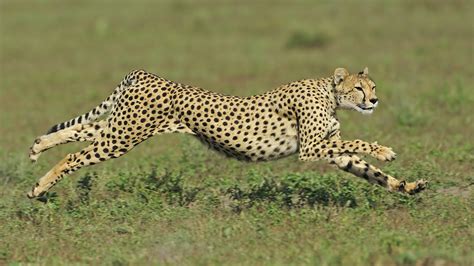 World's Fastest Animals PDF