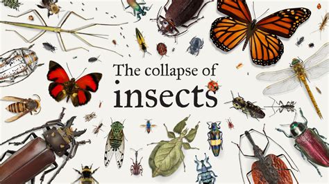 World of Insect Life Kindle Editon