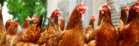 Worms for Chickens: A Comprehensive Guide to Boosting Poultry Health and Productivity