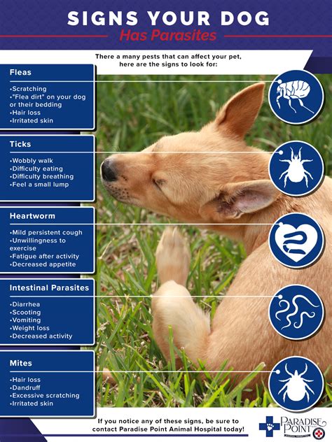 Worms in Dogs: Signs, Symptoms, and Treatments