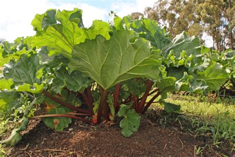 Wren Rhubarb: A Culinary and Medicinal Delicacy