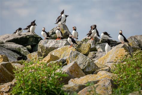 Wwf Career Opportunities