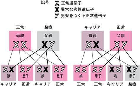 X染色体に連鎖した遺伝子