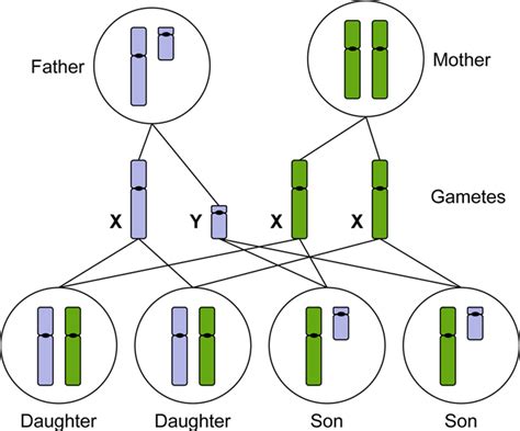X And Y Chromosomes Chart