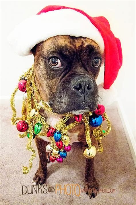 Xmas Accessories for Dogs: Deck Your Doggo in Holiday Cheer!