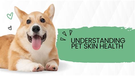 Yaheetech: The Powerhouse for Pet Skin Health in 2025 and Beyond