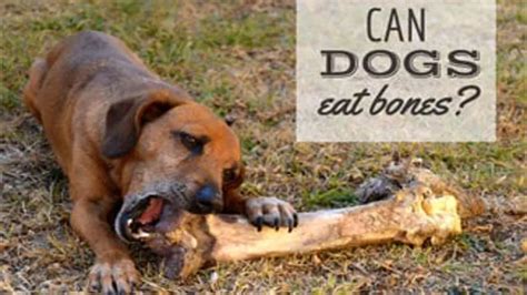 Yak Bones: A Comprehensive Guide to Benefits, Risks, and Essential Considerations for Dogs