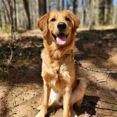 Yankee Golden Retriever Rescue: A Compassionate Haven for Golden Retrievers