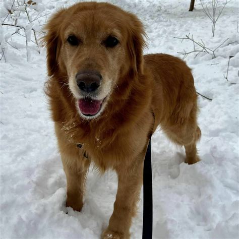 Yankee Golden Retriever Rescue: A Lifeline of Love