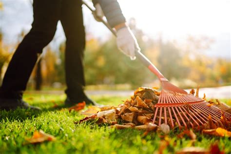 Yard Cleanup Near Me: 10,000+ Essential Tips & Tricks for a Pristine Yard