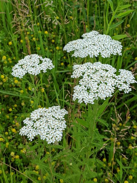 Yarrow Doc