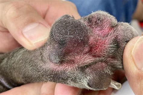 Yeast Dermatitis in Dogs: The Ultimate Guide to Causes, Symptoms, and Treatment