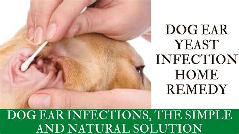 Yeast Ear Infection Dog Treatment: 3 Alternative Solutions for Instant Relief