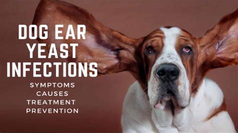 Yeast Ear Infection in Dogs: A Comprehensive Guide to Causes, Symptoms, and Treatment