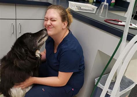 Yellow Springs Vet Frederick: A Comprehensive Guide