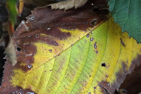 Yellowing and browning of leaves, starting from the edges: